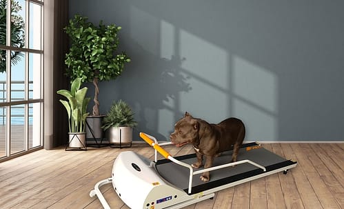 PetRun PR720F Dog Treadmill GoPet